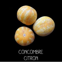 Concombre citron - CUCUMIS SATIVA