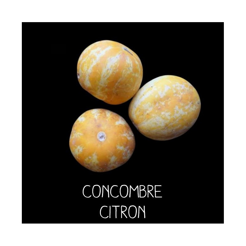 Concombre citron - CUCUMIS SATIVA