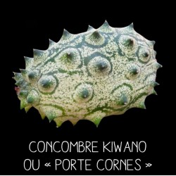 Concombre porte – cornes