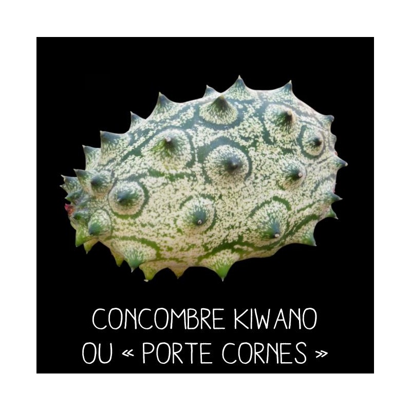 Concombre porte – cornes