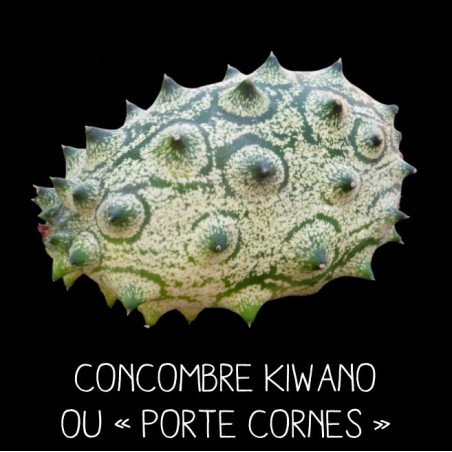 Concombre porte – cornes