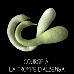 Courge à la trompe d’Albenga - CUCURBITA MOSCHATA