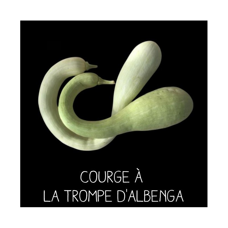 Courge à la trompe d’Albenga - CUCURBITA MOSCHATA