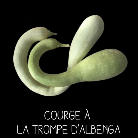 Courge à la trompe d’Albenga - CUCURBITA MOSCHATA
