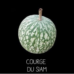 Courge du Siam - CUCURBITA MELANOSPERMA