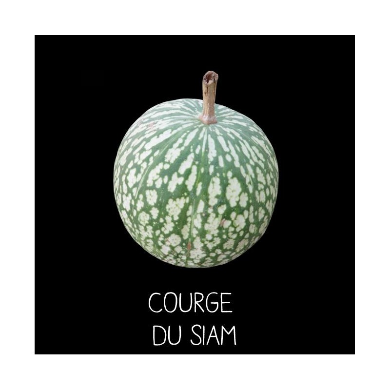 Courge du Siam - CUCURBITA MELANOSPERMA