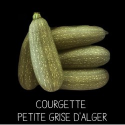 Courgette petite grise d’Alger - CUCURBITA PEPO