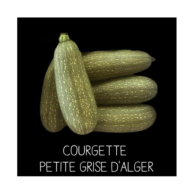 Courgette petite grise d’Alger - CUCURBITA PEPO