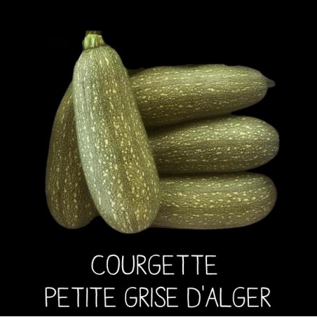 Courgette petite grise d’Alger - CUCURBITA PEPO