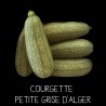 Courgette petite grise d’Alger - CUCURBITA PEPO
