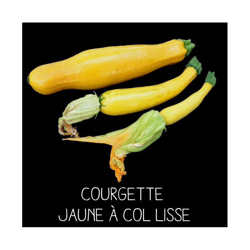 Courgette jaune à col lisse - CUCURBITA PEPO
