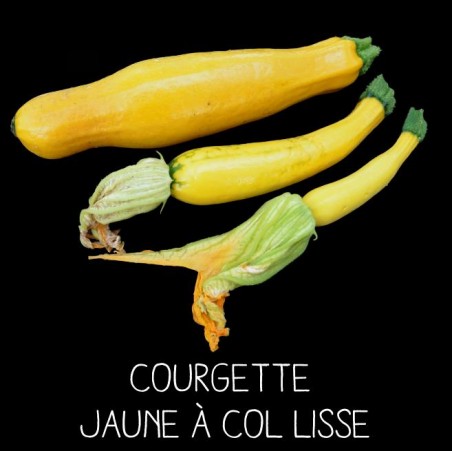 Courgette jaune à col lisse - CUCURBITA PEPO