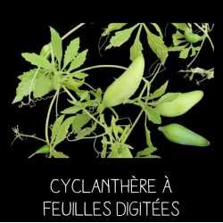 Cyclanthère à feuilles digitées - CYCLANTHERA EDULIS