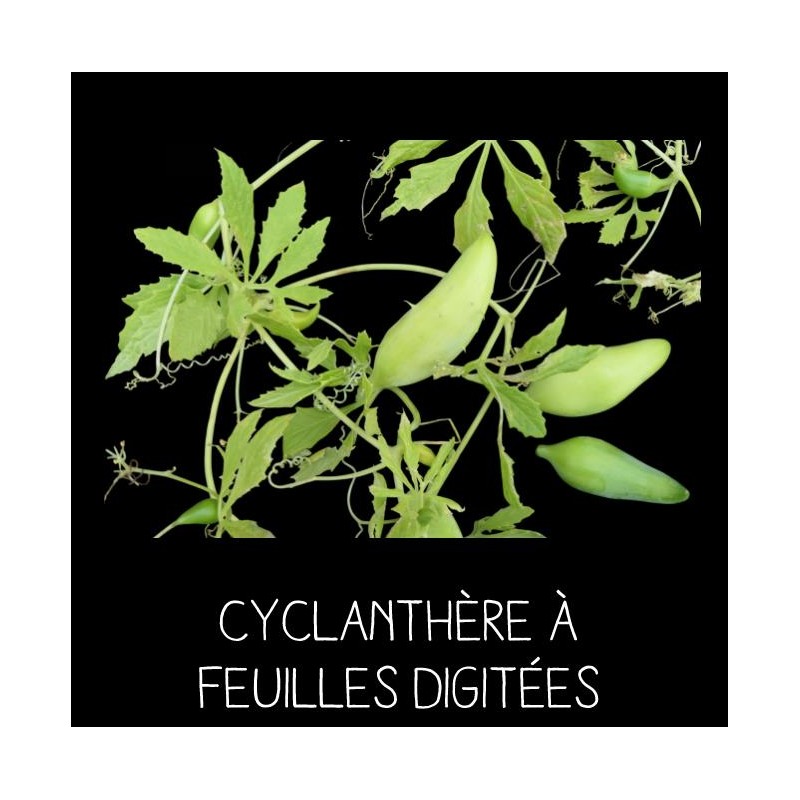 Cyclanthère à feuilles digitées - CYCLANTHERA EDULIS