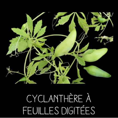 Cyclanthère à feuilles digitées - CYCLANTHERA EDULIS
