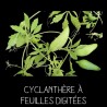 Cyclanthère à feuilles digitées - CYCLANTHERA EDULIS