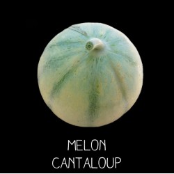 Melon cantaloup - CUCUMIS MELO