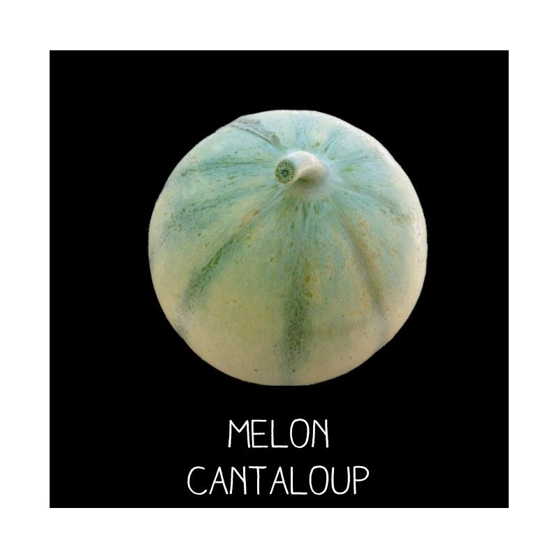 Melon cantaloup - CUCUMIS MELO
