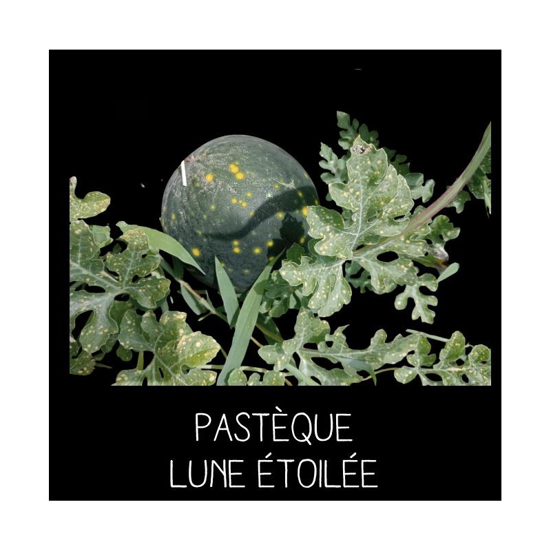 Pastèque lune étoilée - CITRULLUS L ANATUS
