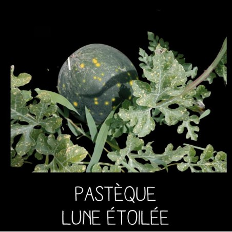 Pastèque lune étoilée - CITRULLUS L ANATUS