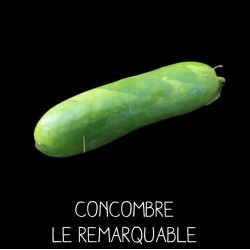 Concombre le remarquable (cucumis sativus)