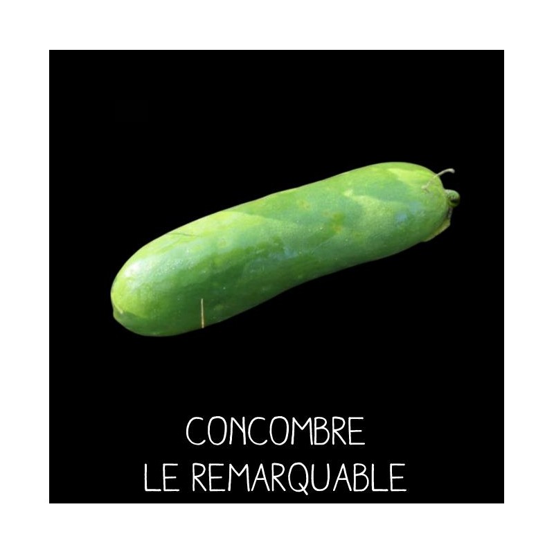 Concombre le remarquable (cucumis sativus)