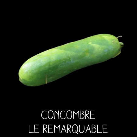 Concombre le remarquable (cucumis sativus)