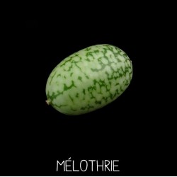 Mélothrie - MELOTHRIA