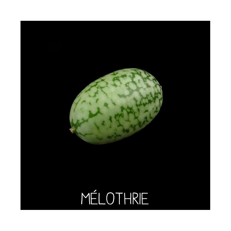 Mélothrie - MELOTHRIA