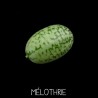 Mélothrie - MELOTHRIA