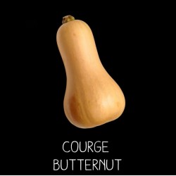 Courge Butternut - CUCURBITA MOSCHATA