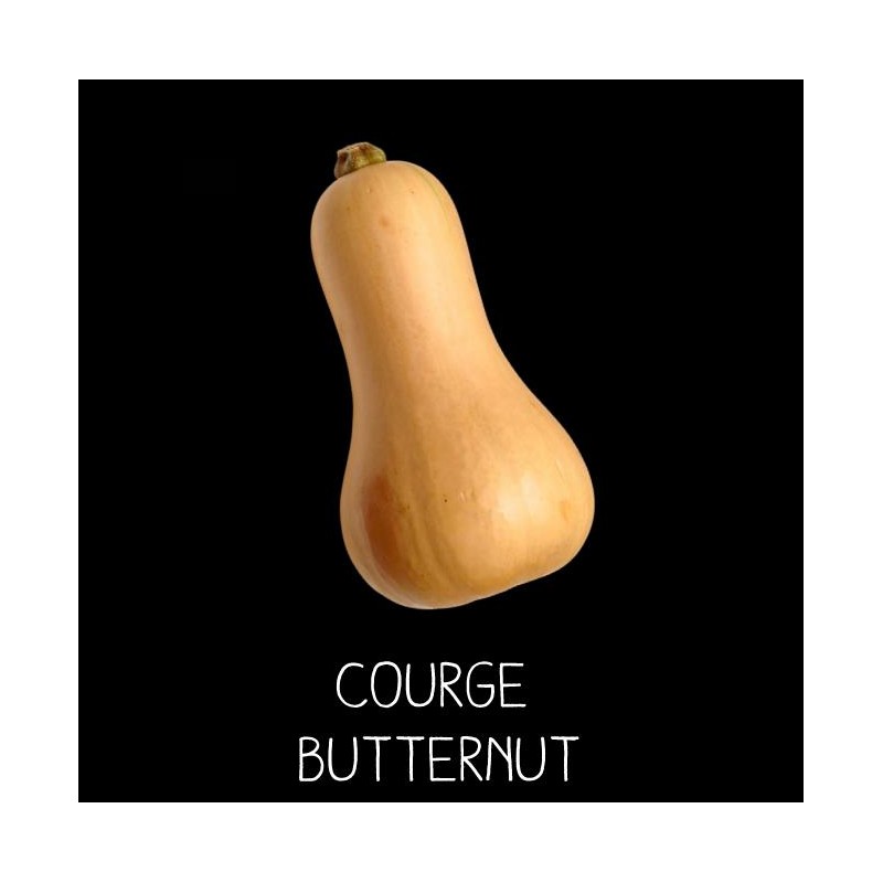 Courge Butternut - CUCURBITA MOSCHATA