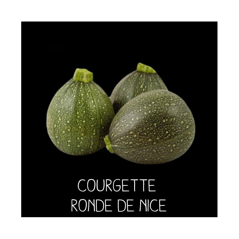 Courgette ronde de Nice
