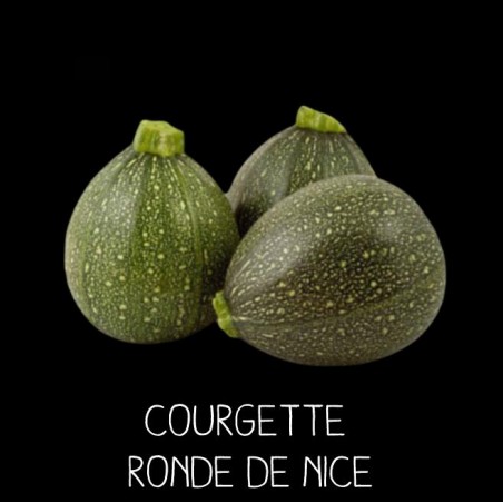 Courgette ronde de Nice