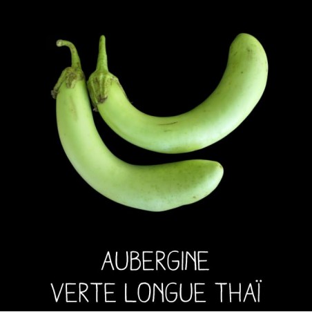 Aubergines verte longue de Thaïlande