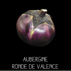 Aubergine Ronde de Valence