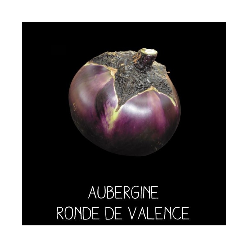 Aubergine Ronde de Valence