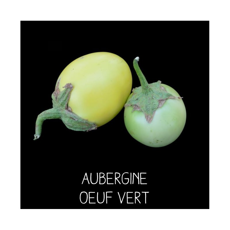 Aubergine œuf vert