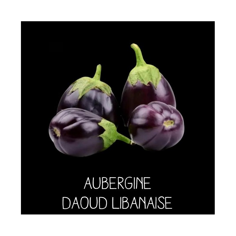 Aubergine Daoud Libanaise