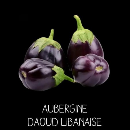Aubergine Daoud Libanaise