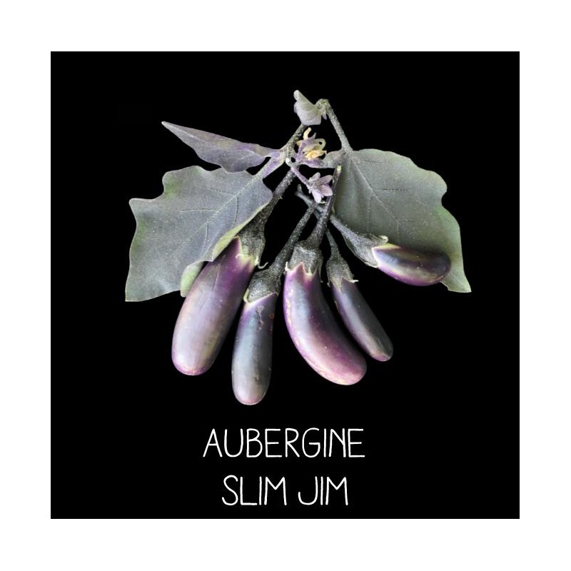 Aubergine Slim Jim