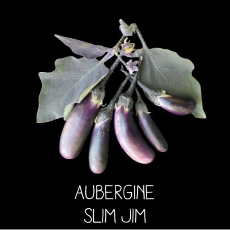 Aubergine Slim Jim