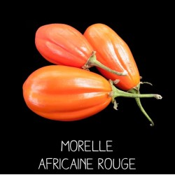 Morelle africaine rouge