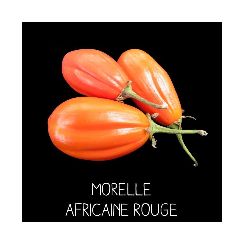 Morelle africaine rouge