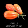 Morelle africaine rouge