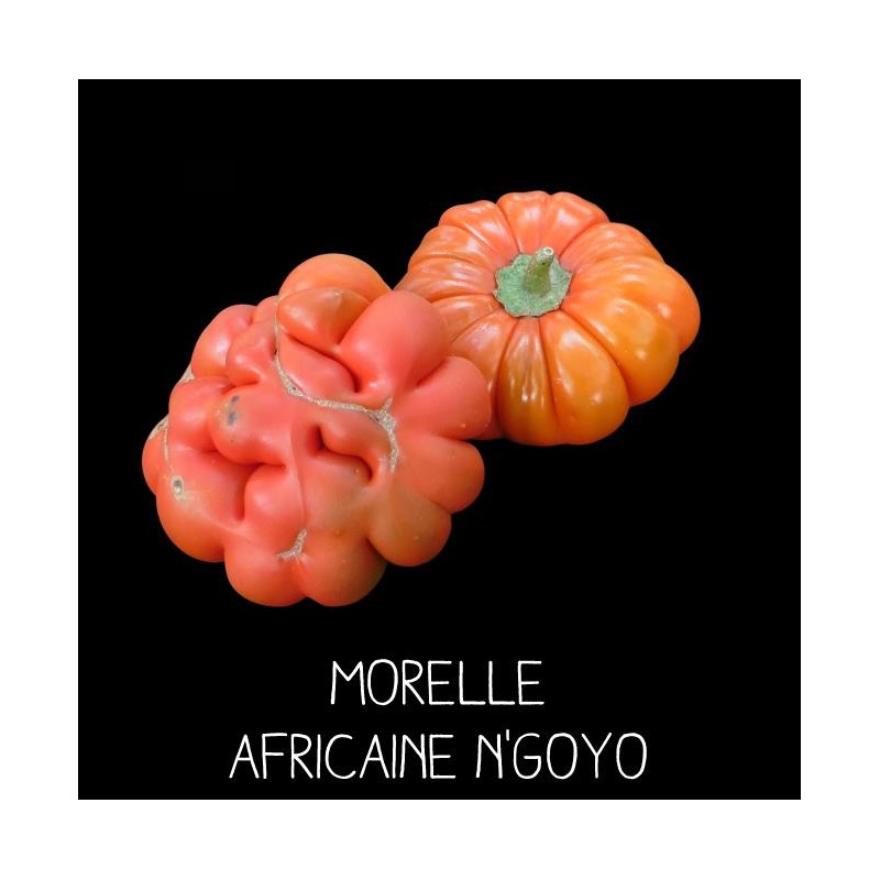 Morelle africaine n’goyo