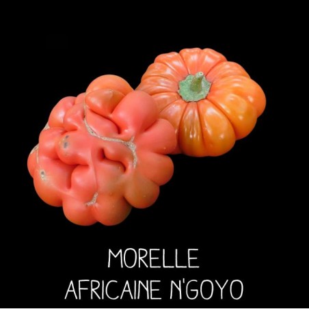 Morelle africaine n’goyo