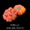 Morelle africaine n’goyo