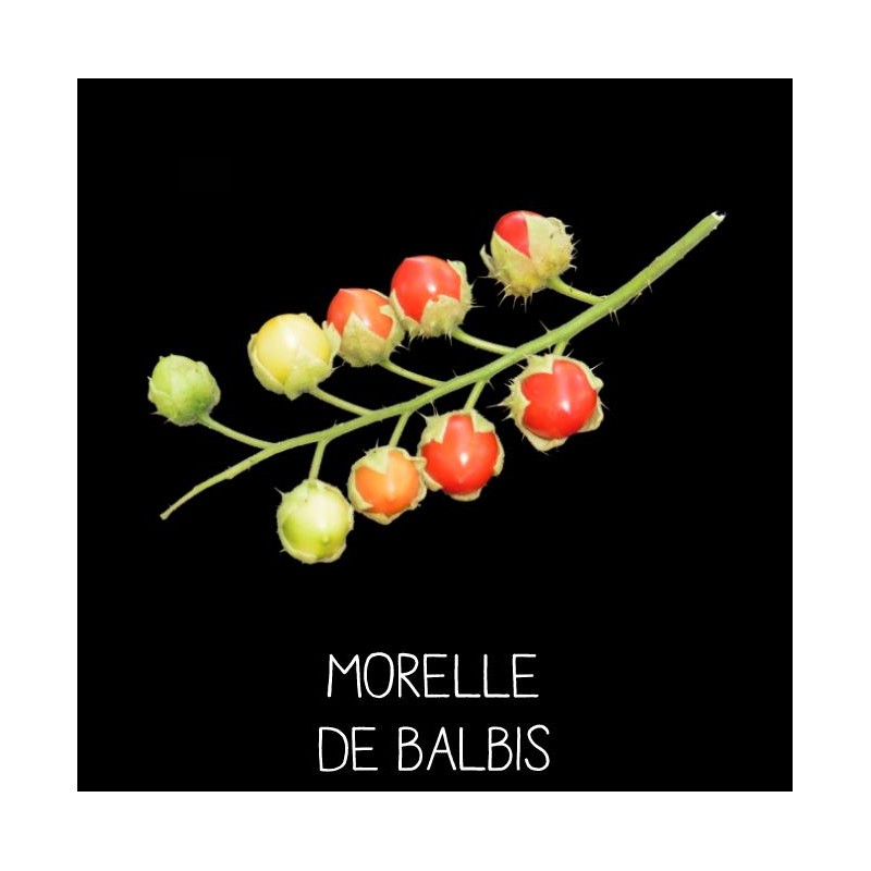 Morelle de Balbis ou tomate «litchi»