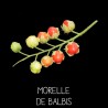 Morelle de Balbis ou tomate «litchi»